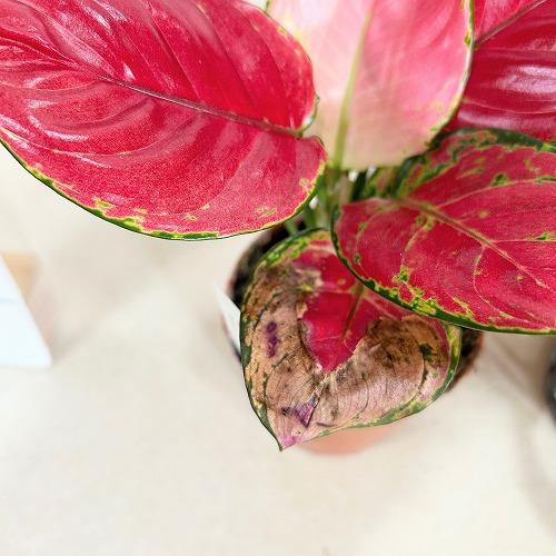 アグラオネマ ビューティー 赤み強め 3.5号硬質ポット　観葉植物 インテリアグリーン 室内園芸 オシャレ カワイイ 可愛い |  | 03