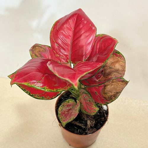 アグラオネマ ビューティー 赤み強め 3.5号硬質ポット　観葉植物 インテリアグリーン 室内園芸 オシャレ カワイイ 可愛い |  | 04