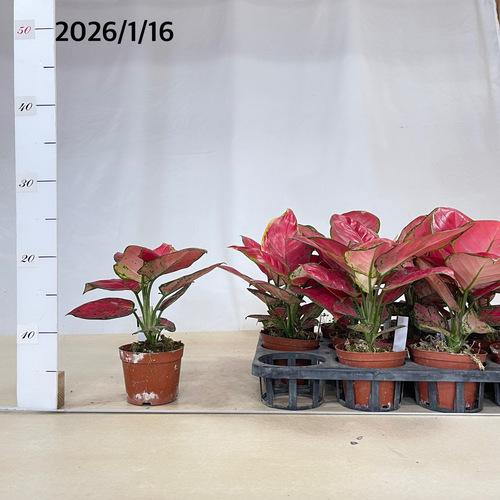 アグラオネマ ビューティー 赤み強め 3.5号硬質ポット　観葉植物 インテリアグリーン 室内園芸 オシャレ カワイイ 可愛い |  | 05