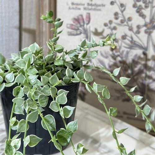 【訳あり】斑入りディスキディア ミリオンハート バリエガータ 3.5号ポット　観葉植物 インテリアグリーン 室内園芸 オシャレ カワイイ 可愛い |  | 02
