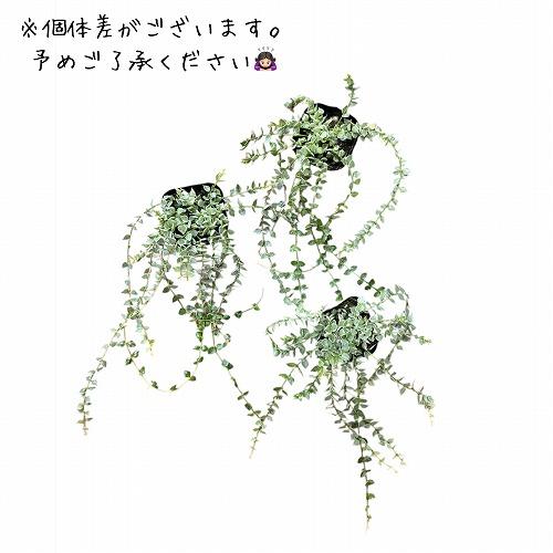 【訳あり】斑入りディスキディア ミリオンハート バリエガータ 3.5号ポット　観葉植物 インテリアグリーン 室内園芸 オシャレ カワイイ 可愛い |  | 03