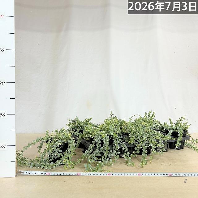 【訳あり】斑入りディスキディア ミリオンハート バリエガータ 3.5号ポット　観葉植物 インテリアグリーン 室内園芸 オシャレ カワイイ 可愛い |  | 04