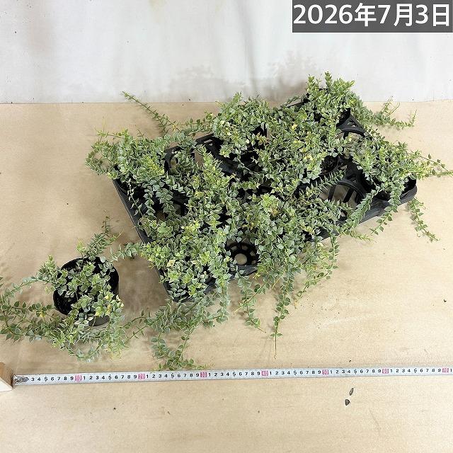 【訳あり】斑入りディスキディア ミリオンハート バリエガータ 3.5号ポット　観葉植物 インテリアグリーン 室内園芸 オシャレ カワイイ 可愛い |  | 05
