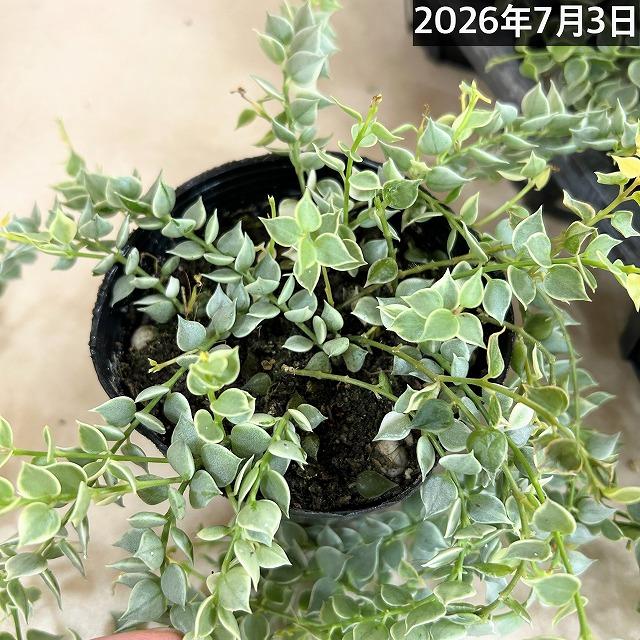 【訳あり】斑入りディスキディア ミリオンハート バリエガータ 3.5号ポット　観葉植物 インテリアグリーン 室内園芸 オシャレ カワイイ 可愛い |  | 06