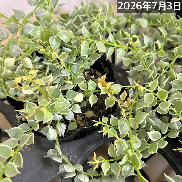 【訳あり】斑入りディスキディア ミリオンハート バリエガータ 3.5号ポット　観葉植物 インテリアグリーン 室内園芸 オシャレ カワイイ 可愛い |  | 07