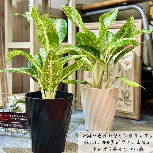 アグラオネマ　観葉植物 緑色と白の斑点の葉 Green shop MITSUBACHI より🐝☘ アグラオネマ タイスノーフレークス