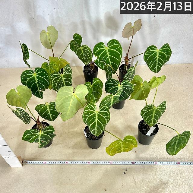【葉傷みあり】観葉植物　アンスリウム クリスタリヌム(クリスタリナム) 3号硬質ロング(黒)(個体おまかせ1鉢)　インテリアグリーン 室内園芸 オシャレ カワイイ |  | 08