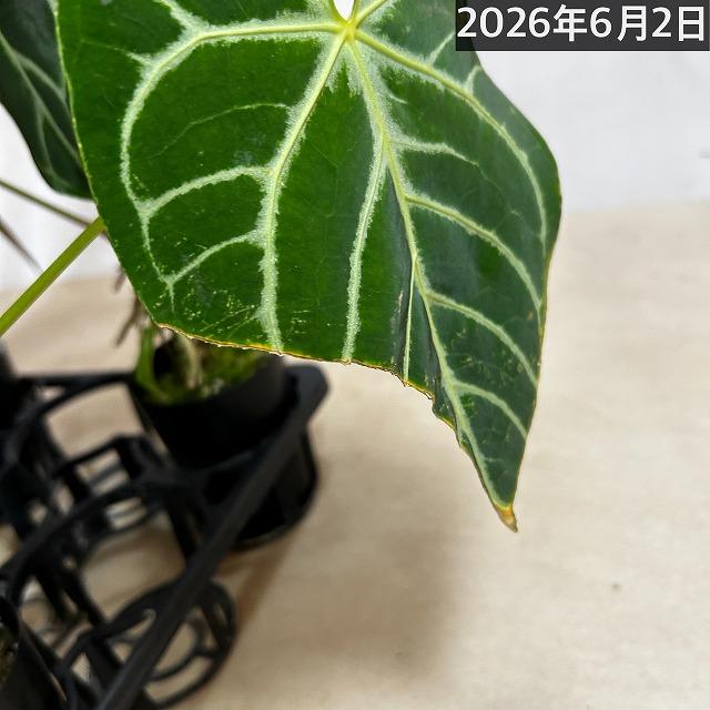 葉傷みあり】アンスリウム クリスタリヌム(クリスタリナム) 3号硬質
