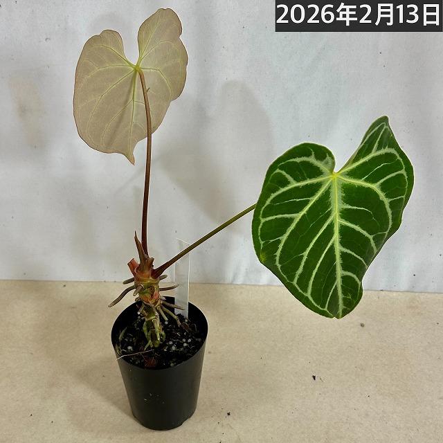 【葉傷みあり】観葉植物　アンスリウム クリスタリヌム(クリスタリナム) 3号硬質ロング(黒)(個体おまかせ1鉢)　インテリアグリーン 室内園芸 オシャレ カワイイ |  | 11