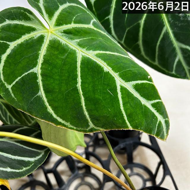 葉傷みあり】アンスリウム クリスタリヌム(クリスタリナム) 3号硬質