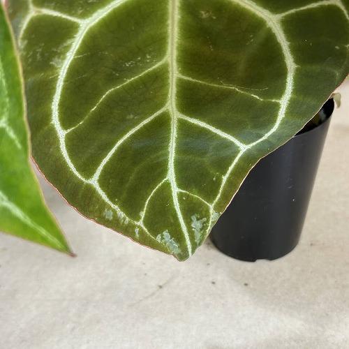 観葉植物 アンスリウム クリスタリヌム(クリスタリナム) 3号硬質 観葉植物 アンスリウム クリスタリヌム(クリスタリナム) 3号硬質