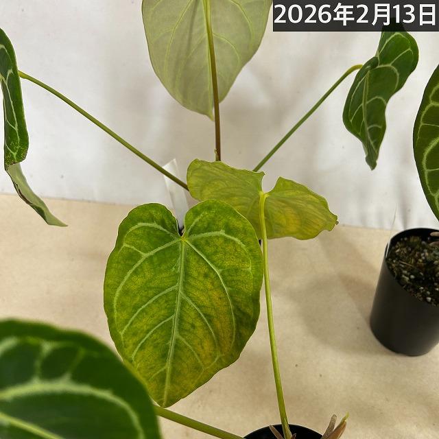 【葉傷みあり】観葉植物　アンスリウム クリスタリヌム(クリスタリナム) 3号硬質ロング(黒)(個体おまかせ1鉢)　インテリアグリーン 室内園芸 オシャレ カワイイ |  | 12
