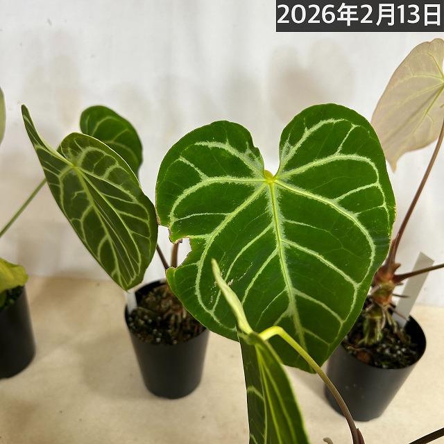 【葉傷みあり】観葉植物　アンスリウム クリスタリヌム(クリスタリナム) 3号硬質ロング(黒)(個体おまかせ1鉢)　インテリアグリーン 室内園芸 オシャレ カワイイ |  | 13
