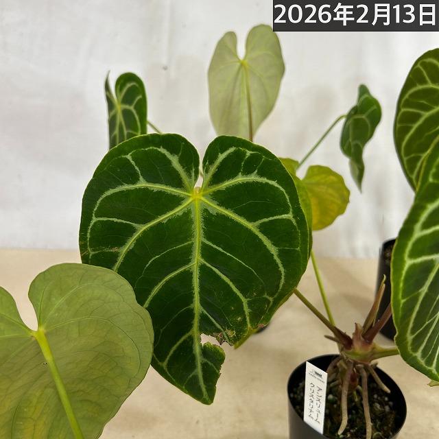 【葉傷みあり】観葉植物　アンスリウム クリスタリヌム(クリスタリナム) 3号硬質ロング(黒)(個体おまかせ1鉢)　インテリアグリーン 室内園芸 オシャレ カワイイ |  | 14