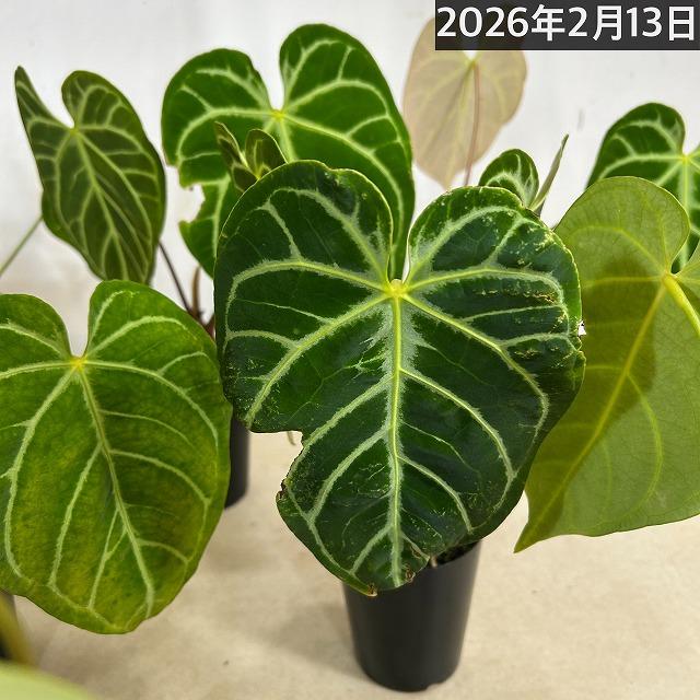 【葉傷みあり】観葉植物　アンスリウム クリスタリヌム(クリスタリナム) 3号硬質ロング(黒)(個体おまかせ1鉢)　インテリアグリーン 室内園芸 オシャレ カワイイ |  | 15