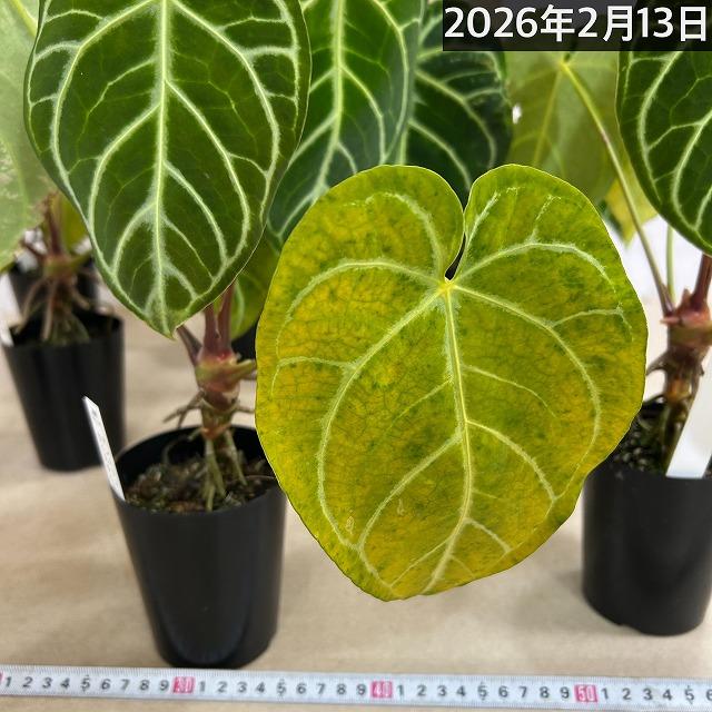 【葉傷みあり】観葉植物　アンスリウム クリスタリヌム(クリスタリナム) 3号硬質ロング(黒)(個体おまかせ1鉢)　インテリアグリーン 室内園芸 オシャレ カワイイ |  | 16