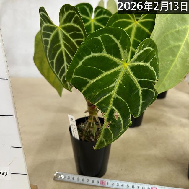 【葉傷みあり】観葉植物　アンスリウム クリスタリヌム(クリスタリナム) 3号硬質ロング(黒)(個体おまかせ1鉢)　インテリアグリーン 室内園芸 オシャレ カワイイ |  | 17