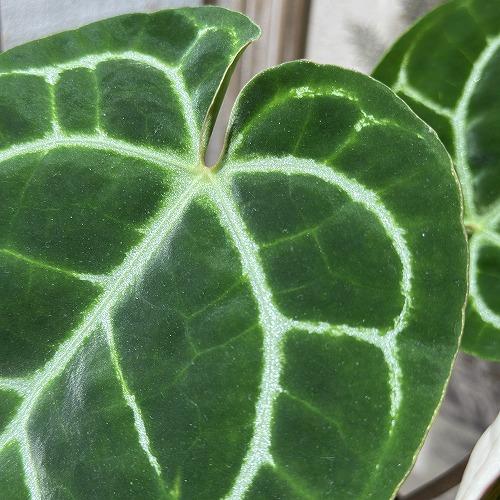 【葉傷みあり】観葉植物　アンスリウム クリスタリヌム(クリスタリナム) 3号硬質ロング(黒)(個体おまかせ1鉢)　インテリアグリーン 室内園芸 オシャレ カワイイ |  | 01