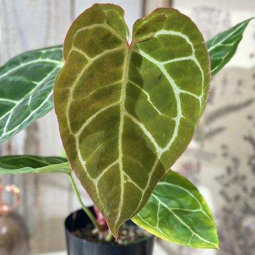 【葉傷みあり】観葉植物　アンスリウム クリスタリヌム(クリスタリナム) 3号硬質ロング(黒)(個体おまかせ1鉢)　インテリアグリーン 室内園芸 オシャレ カワイイ |  | 02