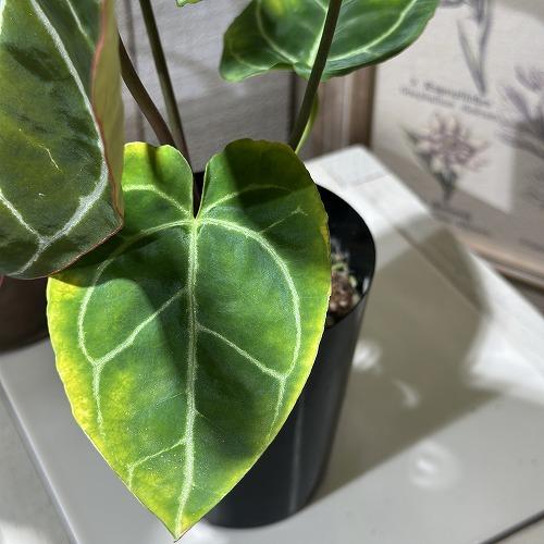 【葉傷みあり】観葉植物　アンスリウム クリスタリヌム(クリスタリナム) 3号硬質ロング(黒)(個体おまかせ1鉢)　インテリアグリーン 室内園芸 オシャレ カワイイ |  | 03