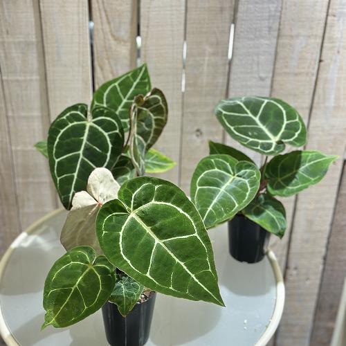 【葉傷みあり】観葉植物　アンスリウム クリスタリヌム(クリスタリナム) 3号硬質ロング(黒)(個体おまかせ1鉢)　インテリアグリーン 室内園芸 オシャレ カワイイ |  | 04