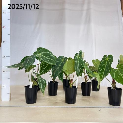 【葉傷みあり】観葉植物　アンスリウム クリスタリヌム(クリスタリナム) 3号硬質ロング(黒)(個体おまかせ1鉢)　インテリアグリーン 室内園芸 オシャレ カワイイ |  | 06