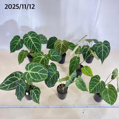 【葉傷みあり】観葉植物　アンスリウム クリスタリヌム(クリスタリナム) 3号硬質ロング(黒)(個体おまかせ1鉢)　インテリアグリーン 室内園芸 オシャレ カワイイ |  | 07