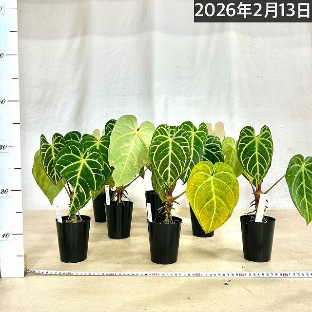【葉傷みあり】観葉植物　アンスリウム クリスタリヌム(クリスタリナム) 3号硬質ロング(黒)(個体おまかせ1鉢)　インテリアグリーン 室内園芸 オシャレ カワイイ |  | 07