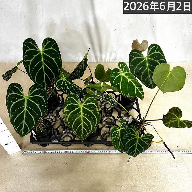 葉傷みあり】アンスリウム クリスタリヌム(クリスタリナム) 3号硬質