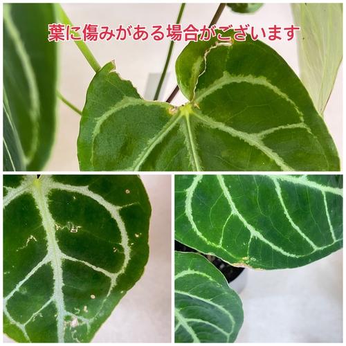 【葉傷みあり】観葉植物　アンスリウム クリスタリヌム(クリスタリナム) 3号硬質ロング(黒)(個体おまかせ1鉢)　インテリアグリーン 室内園芸 オシャレ カワイイ |  | 08