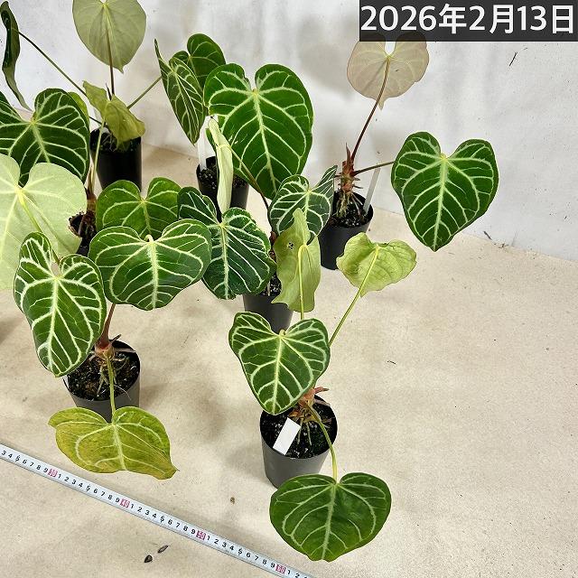 【葉傷みあり】観葉植物　アンスリウム クリスタリヌム(クリスタリナム) 3号硬質ロング(黒)(個体おまかせ1鉢)　インテリアグリーン 室内園芸 オシャレ カワイイ |  | 09