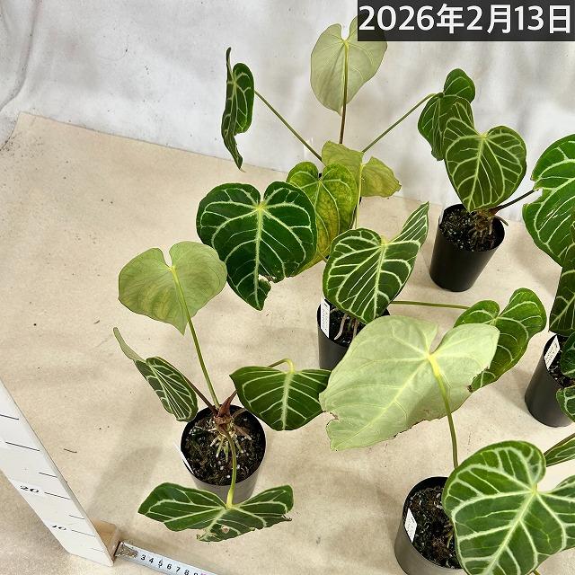 【葉傷みあり】観葉植物　アンスリウム クリスタリヌム(クリスタリナム) 3号硬質ロング(黒)(個体おまかせ1鉢)　インテリアグリーン 室内園芸 オシャレ カワイイ |  | 10
