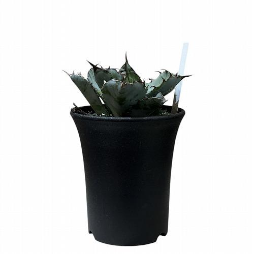 観葉植物　アガベ チタノタ ブラックアンドブルー 3.5号硬質ロング(黒)(個体おまかせ1鉢)　インテリアグリーン 室内園芸 オシャレ カワイイ 可愛い |  | 01
