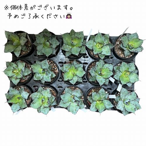 観葉植物　アガベ チタノタ ブラックアンドブルー 3.5号硬質ロング(黒)(個体おまかせ1鉢)　インテリアグリーン 室内園芸 オシャレ カワイイ 可愛い |  | 03