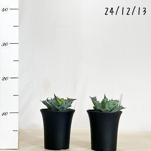 観葉植物　アガベ チタノタ ブラックアンドブルー 3.5号硬質ロング(黒)(個体おまかせ1鉢)　インテリアグリーン 室内園芸 オシャレ カワイイ 可愛い |  | 04