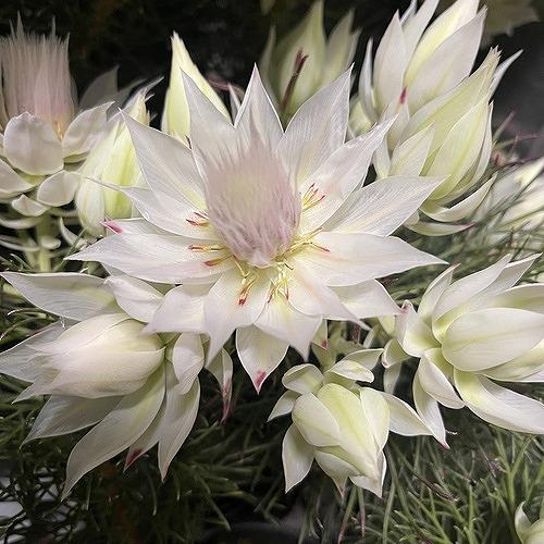 オージープランツ　セルリア(ジョーイセルリア) ブラッシングブライト 5号(個体おまかせ1鉢)　ブラッシングブライド 庭木　花木 オシャレ カワイイ 可愛い | 