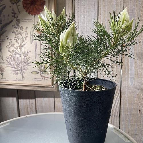 オージープランツ　セルリア(ジョーイセルリア) ブラッシングブライト 5号(個体おまかせ1鉢)　ブラッシングブライド 庭木　花木 オシャレ カワイイ 可愛い |  | 01