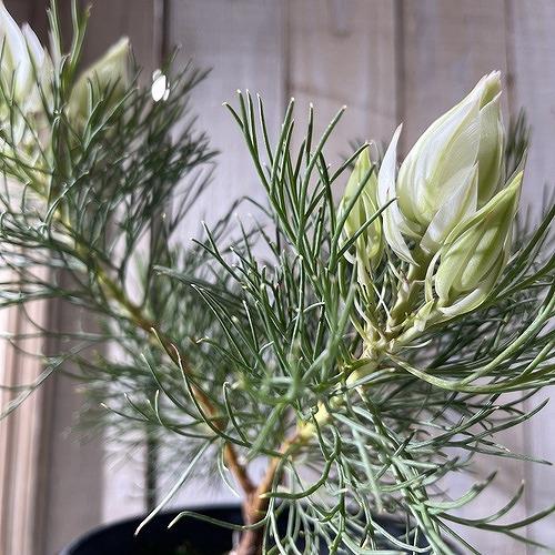 オージープランツ　セルリア(ジョーイセルリア) ブラッシングブライト 5号(個体おまかせ1鉢)　ブラッシングブライド 庭木　花木 オシャレ カワイイ 可愛い |  | 02