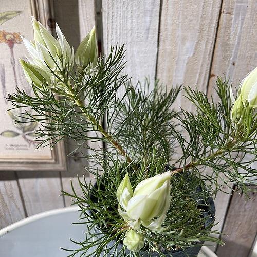 オージープランツ　セルリア(ジョーイセルリア) ブラッシングブライト 5号(個体おまかせ1鉢)　ブラッシングブライド 庭木　花木 オシャレ カワイイ 可愛い |  | 03