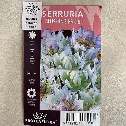 オージープランツ　セルリア(ジョーイセルリア) ブラッシングブライト 5号(個体おまかせ1鉢)　ブラッシングブライド 庭木　花木 オシャレ カワイイ 可愛い |  | 04