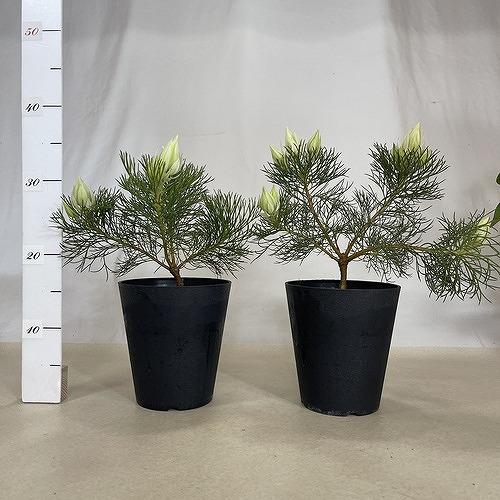 オージープランツ　セルリア(ジョーイセルリア) ブラッシングブライト 5号(個体おまかせ1鉢)　ブラッシングブライド 庭木　花木 オシャレ カワイイ 可愛い |  | 06