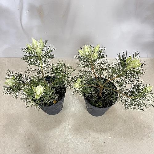 オージープランツ　セルリア(ジョーイセルリア) ブラッシングブライト 5号(個体おまかせ1鉢)　ブラッシングブライド 庭木　花木 オシャレ カワイイ 可愛い |  | 07