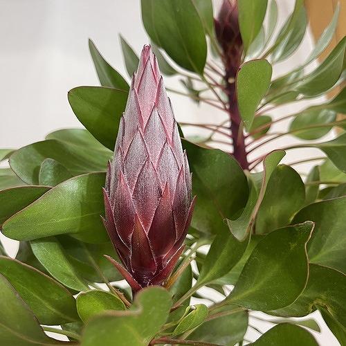 オージープランツ　キングプロテア リトルプリンス ２本立 5号(個体おまかせ1鉢)　庭木　花木 オシャレ カワイイ 可愛い オーストラリア |  | 01