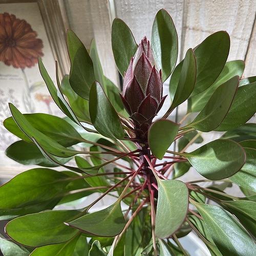 オージープランツ　キングプロテア リトルプリンス ２本立 5号(個体おまかせ1鉢)　庭木　花木 オシャレ カワイイ 可愛い オーストラリア |  | 02