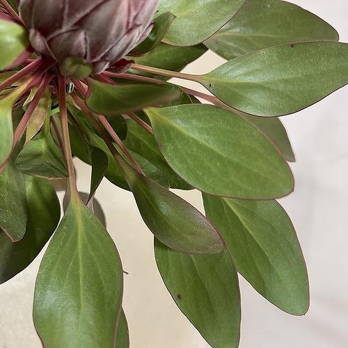 オージープランツ　キングプロテア リトルプリンス ２本立 5号(個体おまかせ1鉢)　庭木　花木 オシャレ カワイイ 可愛い オーストラリア |  | 04