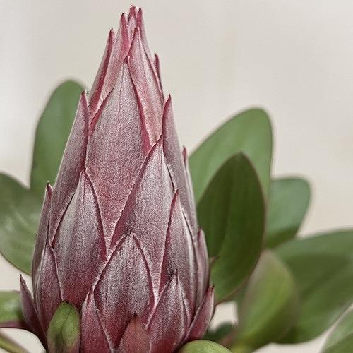 オージープランツ　キングプロテア リトルプリンス ２本立 5号(個体おまかせ1鉢)　庭木　花木 オシャレ カワイイ 可愛い オーストラリア |  | 05