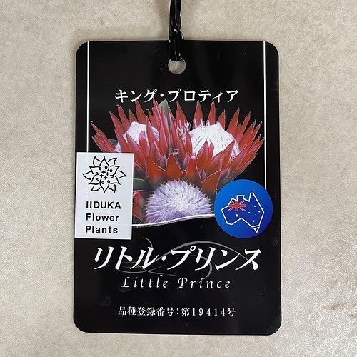 オージープランツ　キングプロテア リトルプリンス ２本立 5号(個体おまかせ1鉢)　庭木　花木 オシャレ カワイイ 可愛い オーストラリア |  | 06