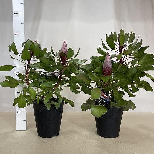 オージープランツ　キングプロテア リトルプリンス ２本立 5号(個体おまかせ1鉢)　庭木　花木 オシャレ カワイイ 可愛い オーストラリア |  | 08