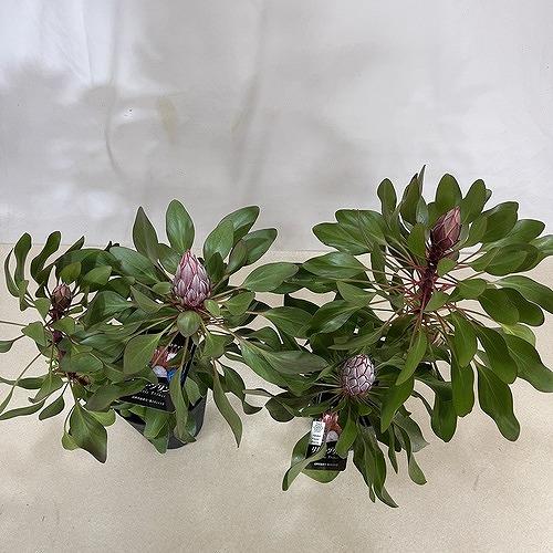 オージープランツ　キングプロテア リトルプリンス ２本立 5号(個体おまかせ1鉢)　庭木　花木 オシャレ カワイイ 可愛い オーストラリア |  | 09