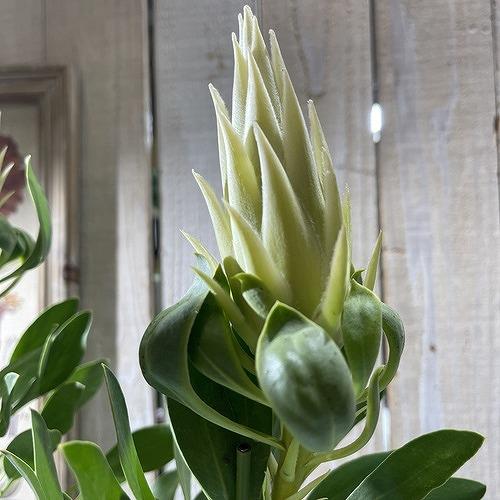 オージープランツ　プロテア スパイキーホワイト２本立 5号(個体おまかせ1鉢)　庭木　花木 オシャレ カワイイ 可愛い オーストラリア | 